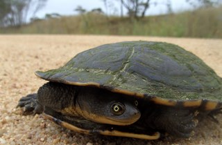 Snake-neck turtle